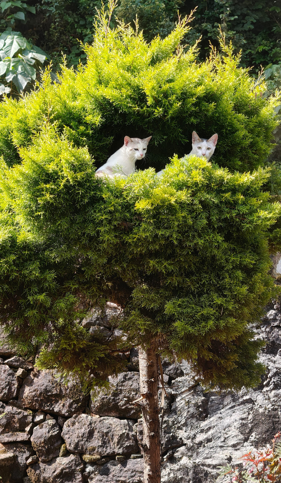 Two white cats sit nestled among the dense green branches of a small tree, partially hidden by foliage, with a stone wall and greenery in the background.