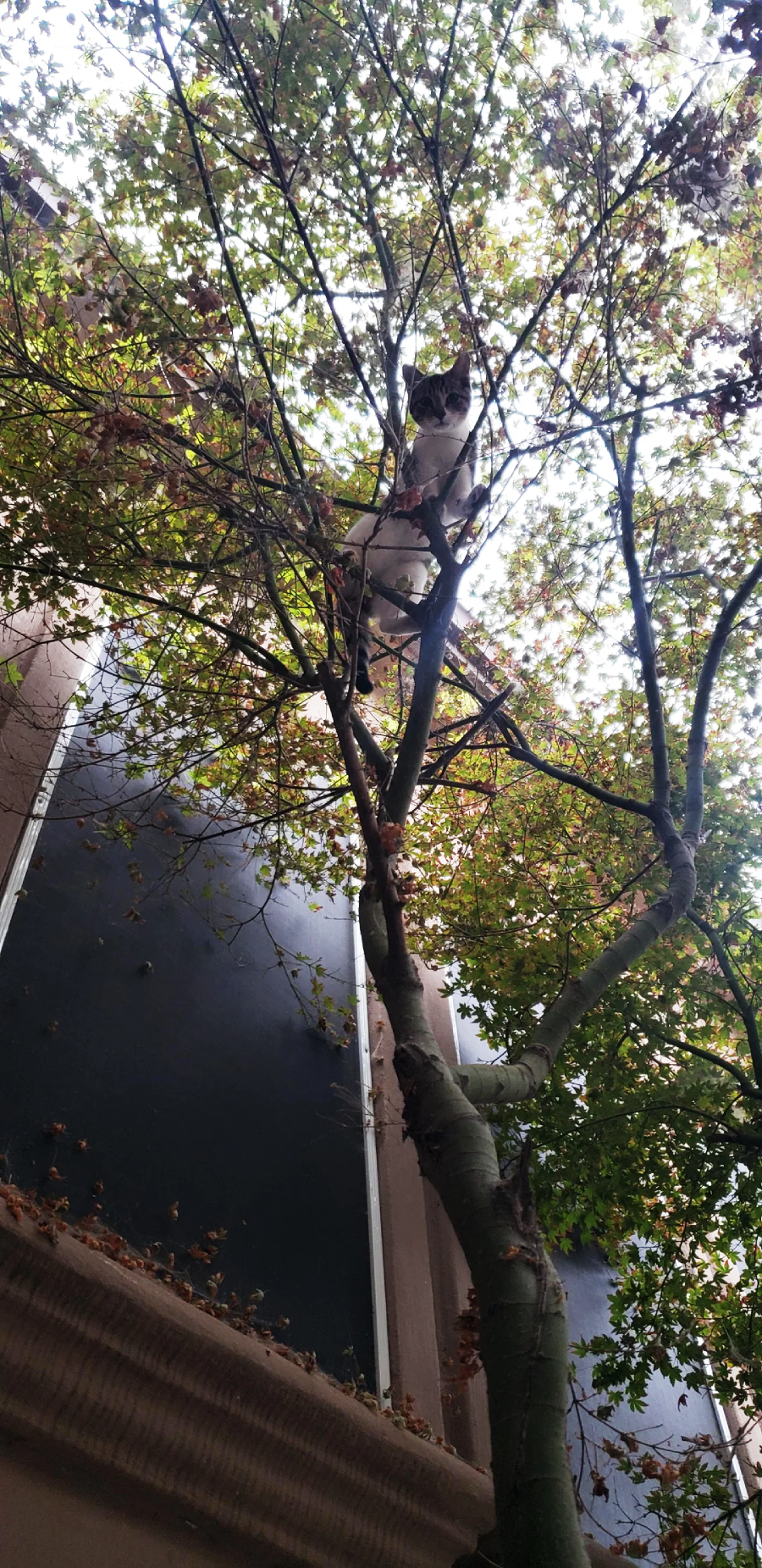 A white and gray cat is perched high in a tree with green and brown leaves. The tree stands beside a building with dark walls, and the cat looks down through the branches.