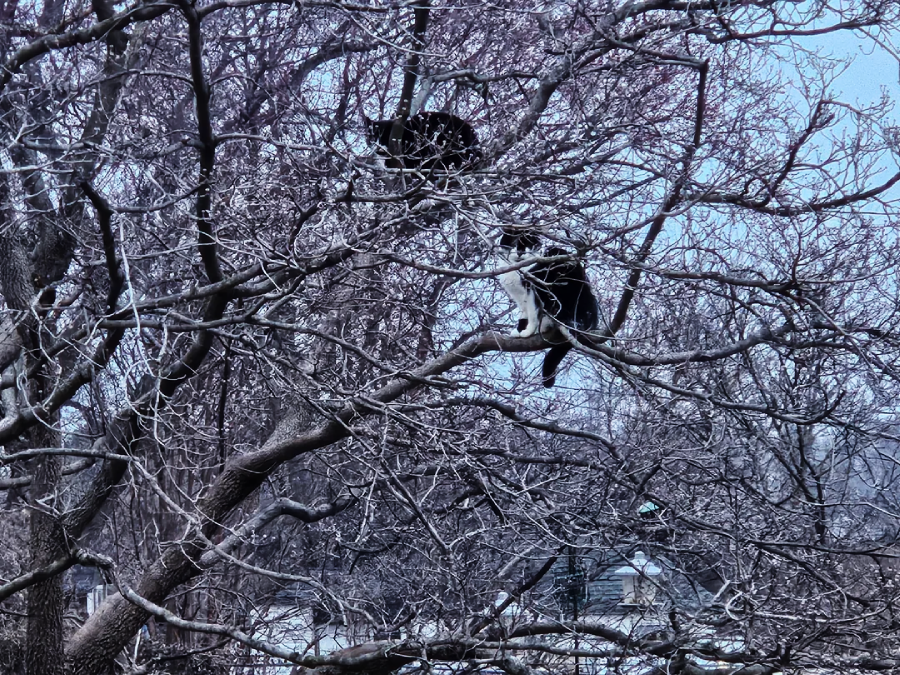 Two black and white cats climb and balance on the branches of a large tree with bare limbs, blending in with the surrounding twigs on a winter day.