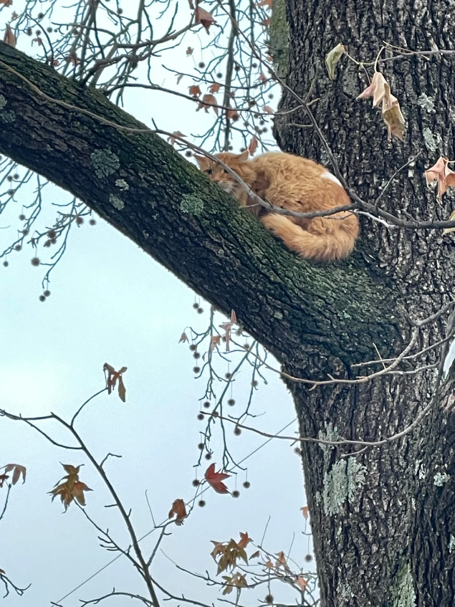 A ginger cat curled up and sleeping on a thick tree branch, surrounded by bare branches and a few remaining autumn leaves. The sky in the background is pale and overcast.