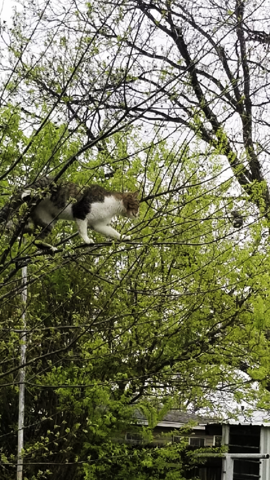 A white and gray cat carefully walks along a thin tree branch surrounded by fresh green leaves, with a house partially visible in the background.