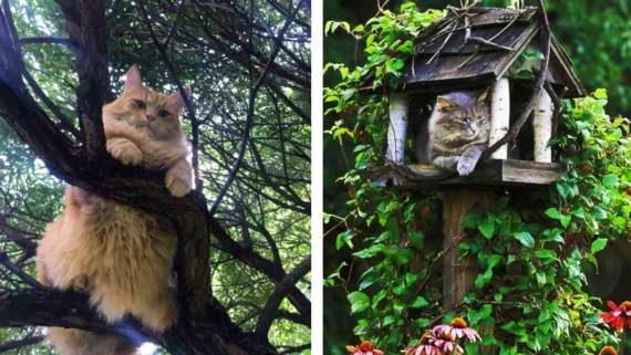 cats-who-think-they-are-birds