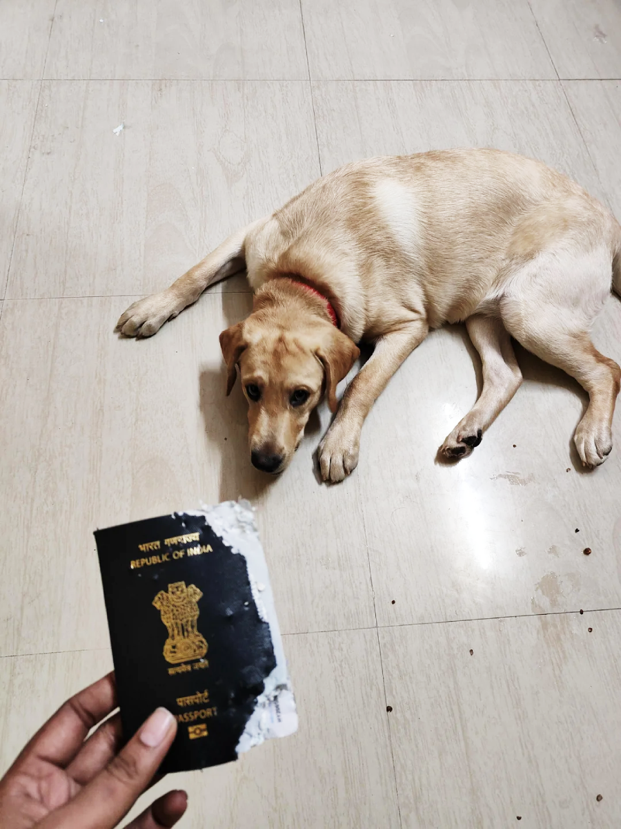 A tan dog with a red collar lies on a light-colored floor, looking up. In the foreground, a hand holds a partially chewed Indian passport with a damaged cover.