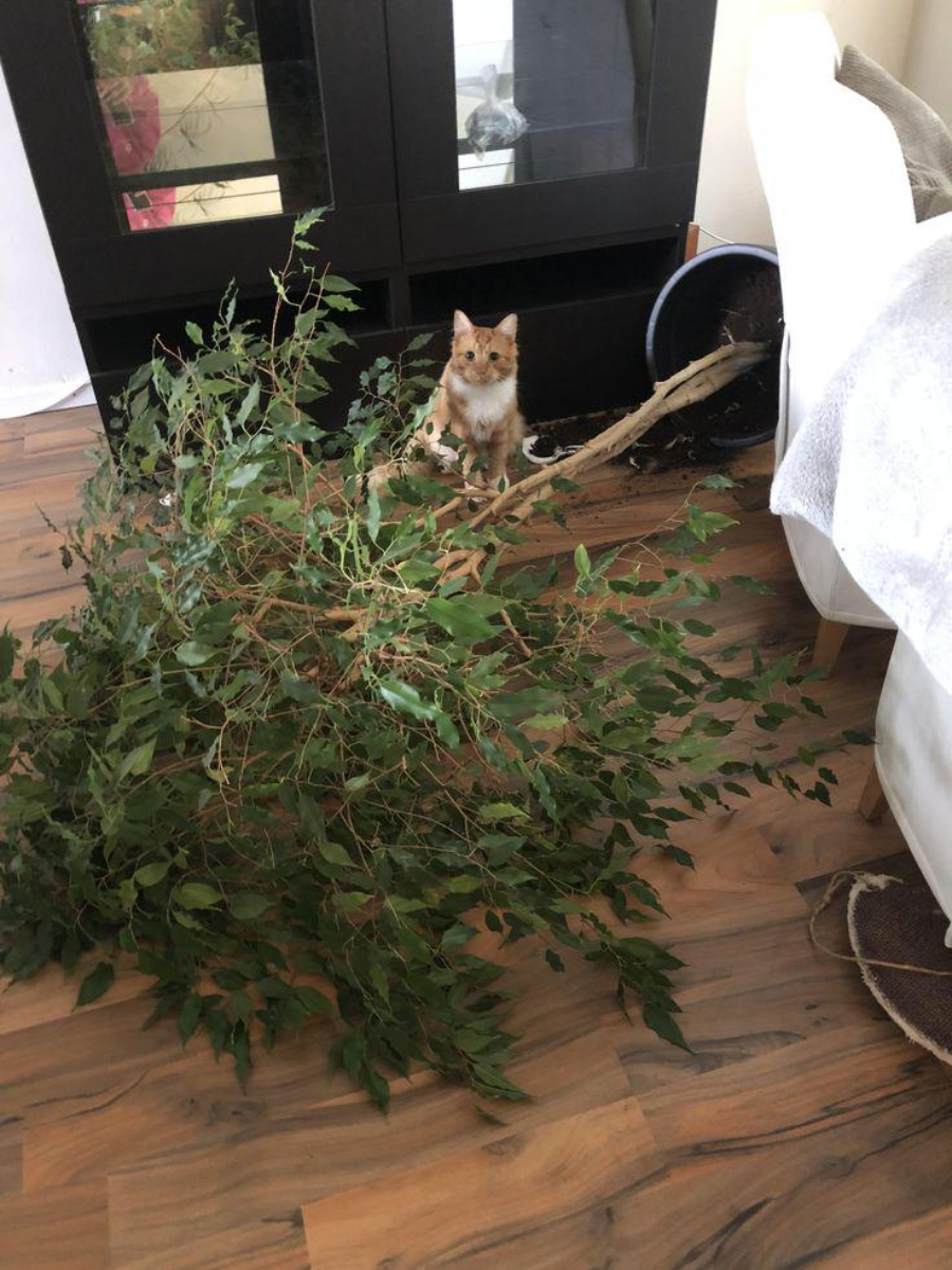 A cat sits calmly next to a fallen potted plant, with soil and branches scattered across a wooden floor in a living room.