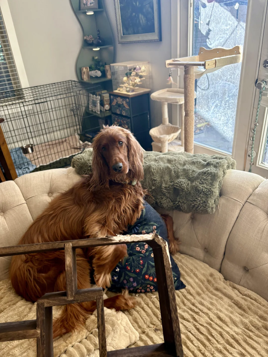 A reddish-brown dog sits on a beige sofa surrounded by pillows. A cat tree, pet crate, and various furniture pieces are visible in a sunlit room with a glass door in the background.