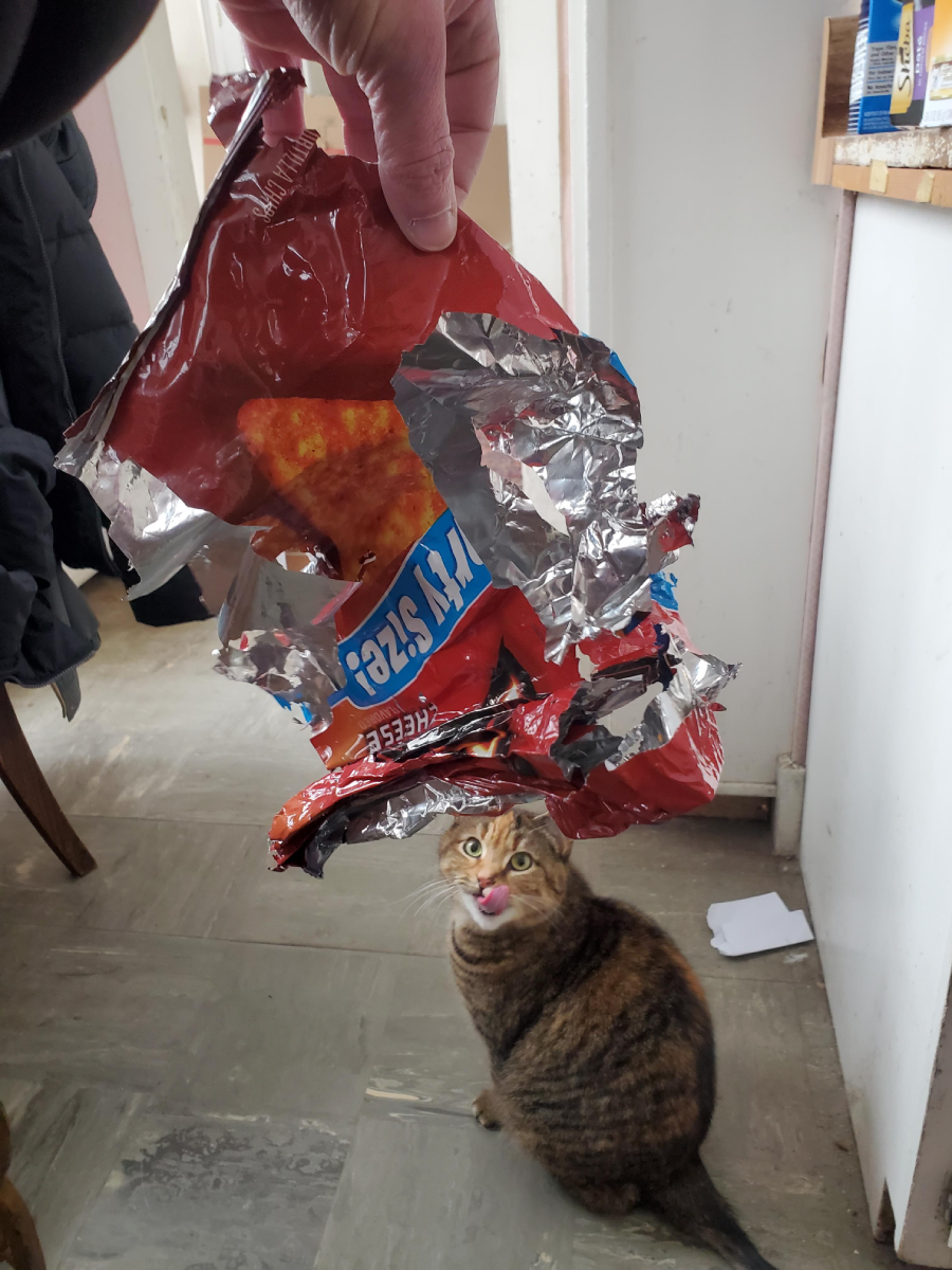 A person holds up a torn, empty bag of Taki chips, while a tabby cat sits on the floor below, looking up with its tongue out as if caught in the act.