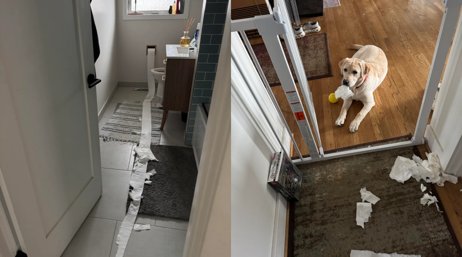 A split image: on the left, toilet paper is unraveled across a bathroom floor; on the right, a dog sits by a doorway holding shredded toilet paper in its mouth, with pieces scattered on the floor.