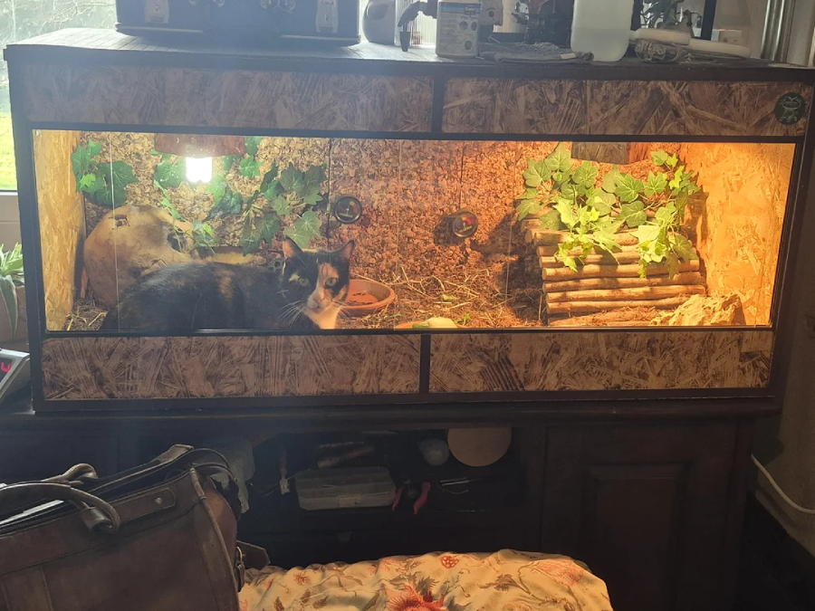 A calico cat is lying inside a large reptile or small animal enclosure with plants, branches, and hiding spots, illuminated by warm lights. The enclosure sits on a wooden cabinet in a cozy room.