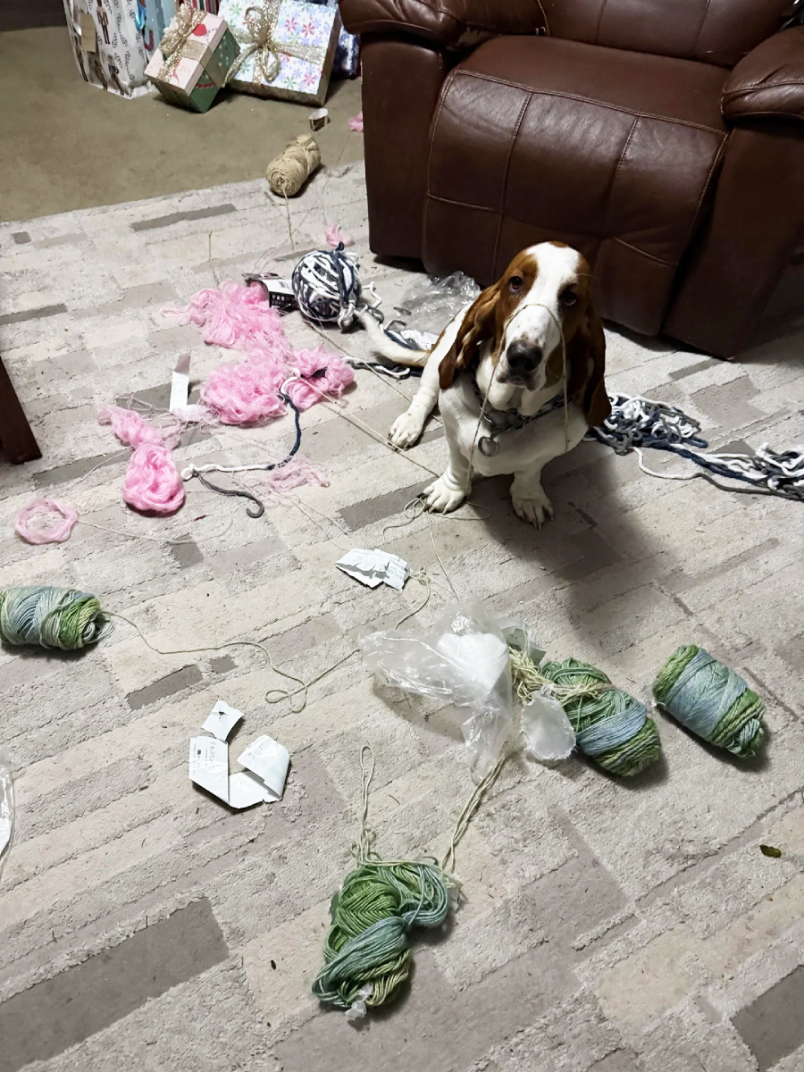 A basset hound sits on a carpet surrounded by tangled yarn and knitting materials, looking up with a guilty expression. Yarn and labels are scattered across the floor near a brown armchair and wrapped gifts.