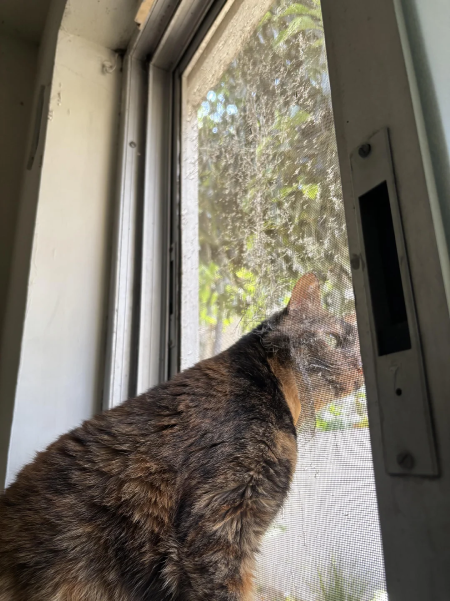 A brown tabby cat looks outside through a window with a mesh screen, sunlight illuminating its fur. The cat appears curious, and greenery is visible through the screened window.