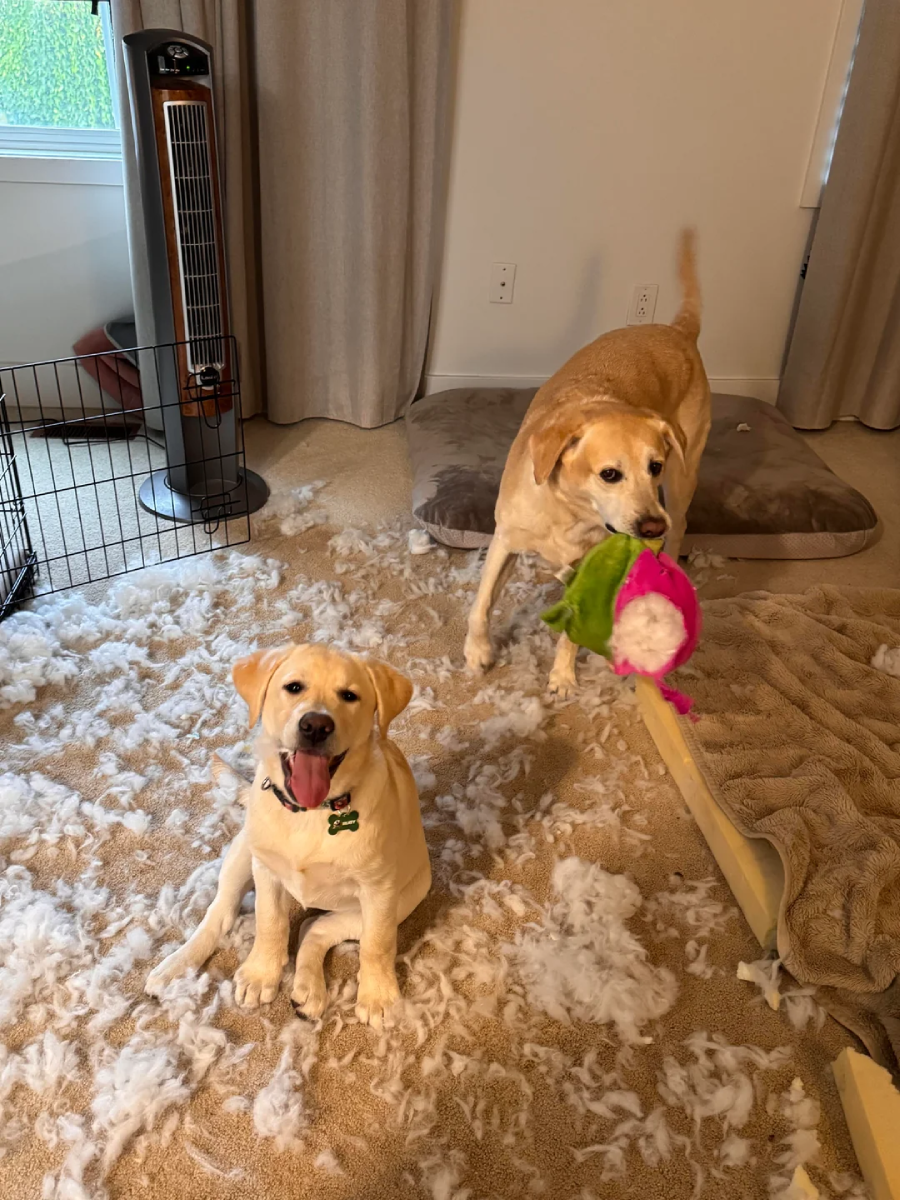 Two yellow dogs in a room; one is sitting and yawning amid stuffing scattered on the floor, while the other stands nearby holding a torn plush toy in its mouth. A crate, bed, and blanket are also visible.
