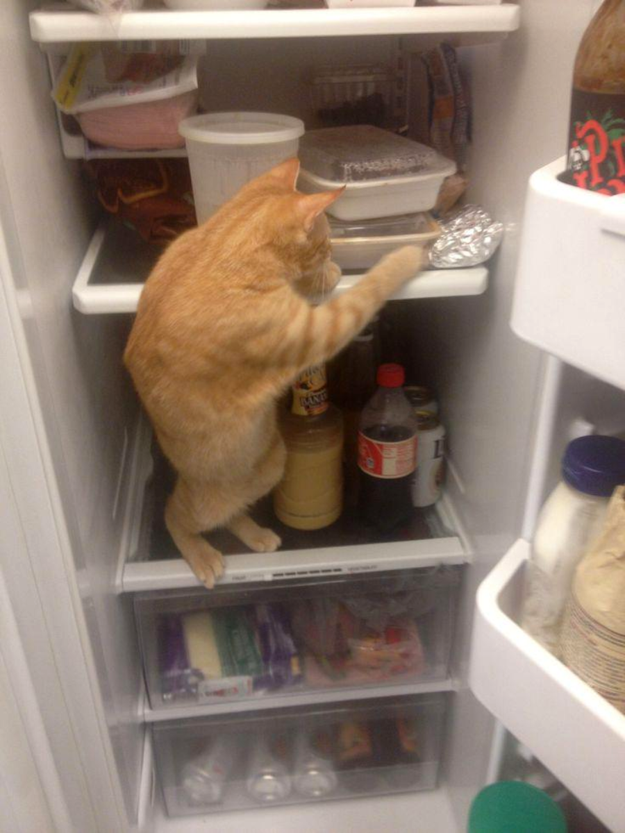 A ginger cat stands inside an open refrigerator, reaching for food on a shelf. Various food items and drinks are visible around the cat.