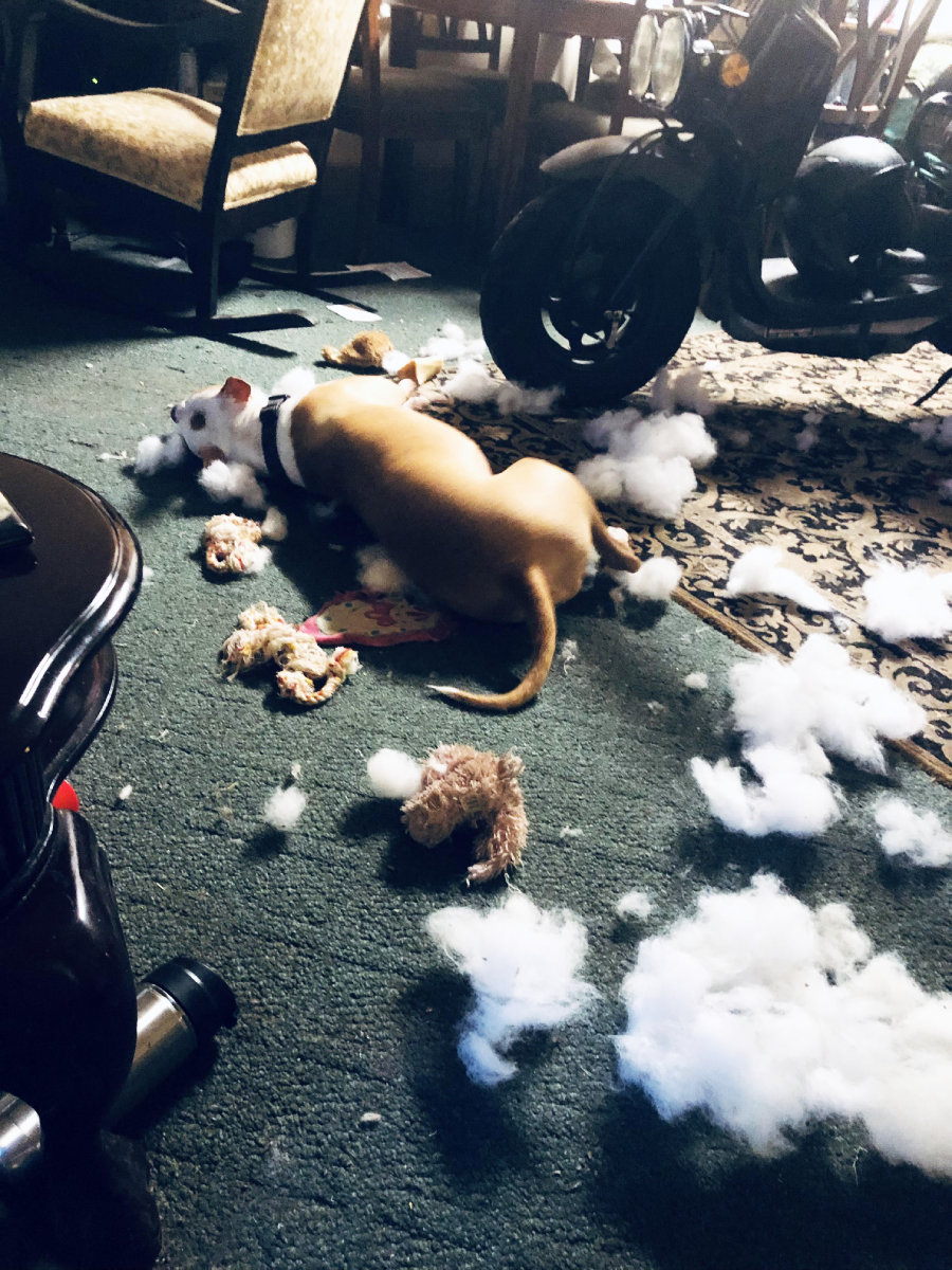 A tan and white dog lies on a green carpet surrounded by torn stuffed toys and pieces of white stuffing. Furniture and a motorbike are visible in the background. The room looks messy from the dog's play.