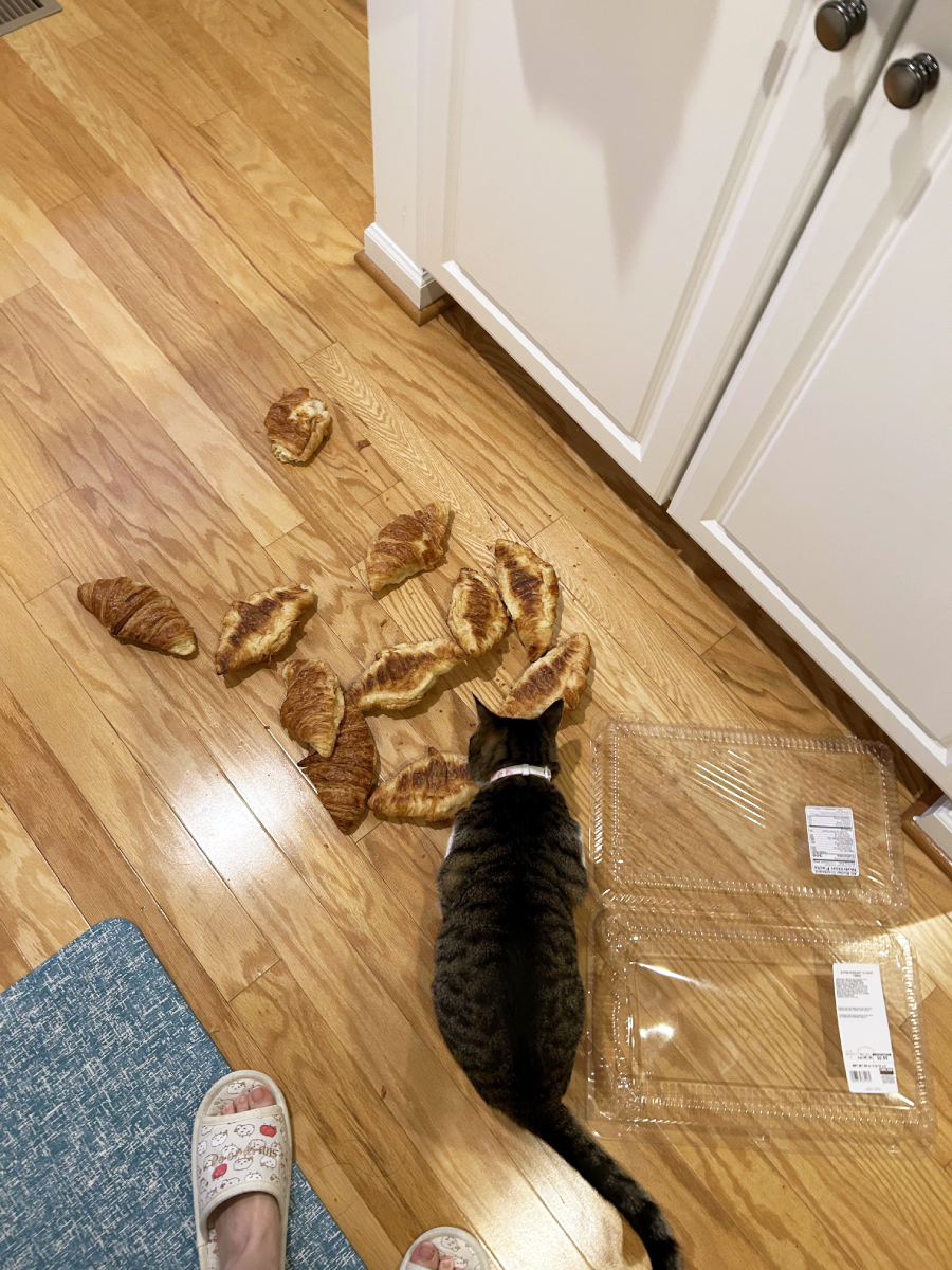 A cat investigates several croissants spilled on a wooden kitchen floor next to empty plastic containers, with a person's feet in slippers visible in the corner.