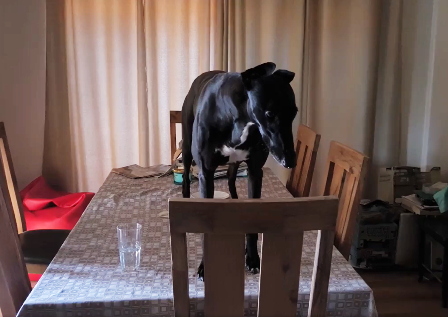 A black dog with a white chest stands on top of a dining table covered with a patterned tablecloth in a dimly lit room. There are chairs around the table and a glass sits near the edge.