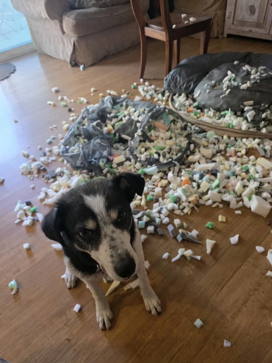 A black and white dog sits on a wooden floor surrounded by shredded foam and bedding, which are scattered across the room, with a torn dog bed in the background.