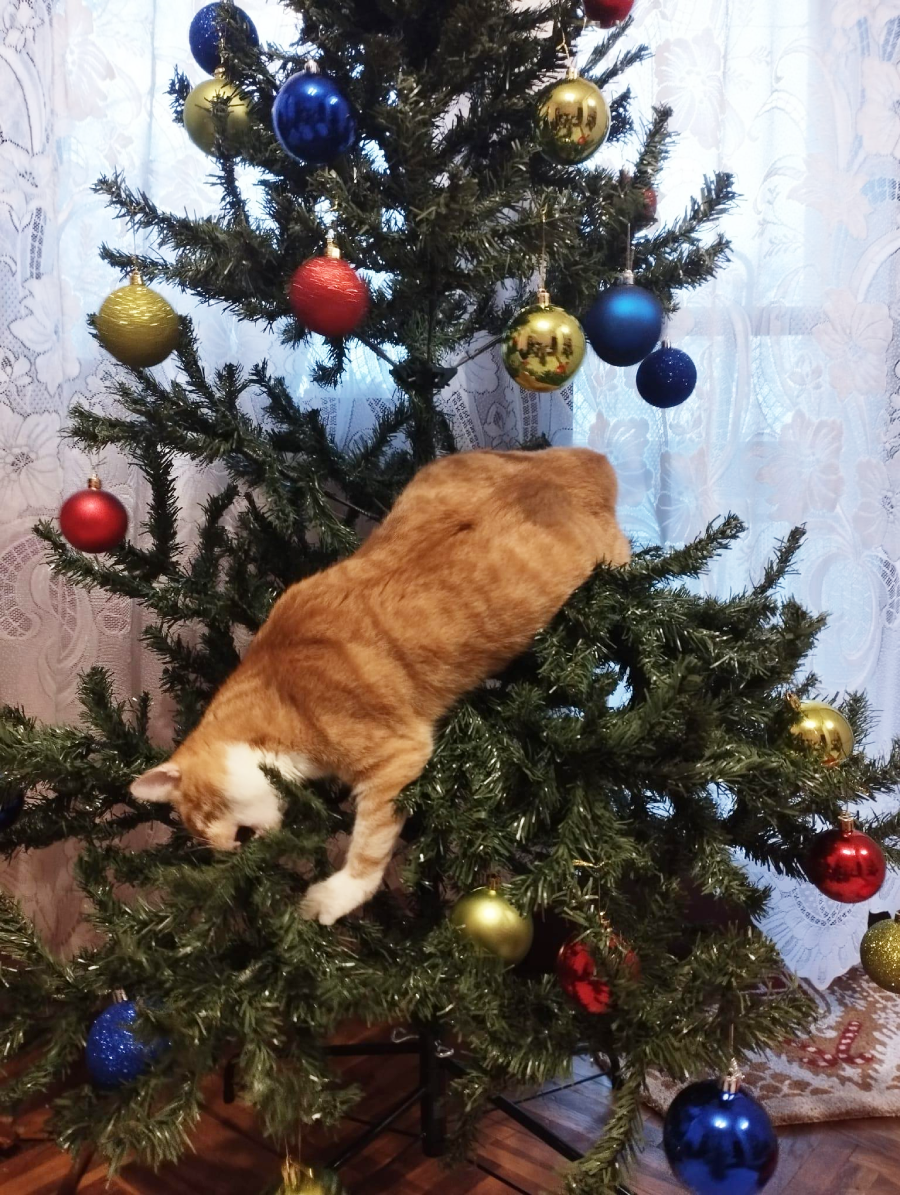 A ginger and white cat climbs through the branches of a decorated Christmas tree with colorful ornaments, near a lace-curtained window.