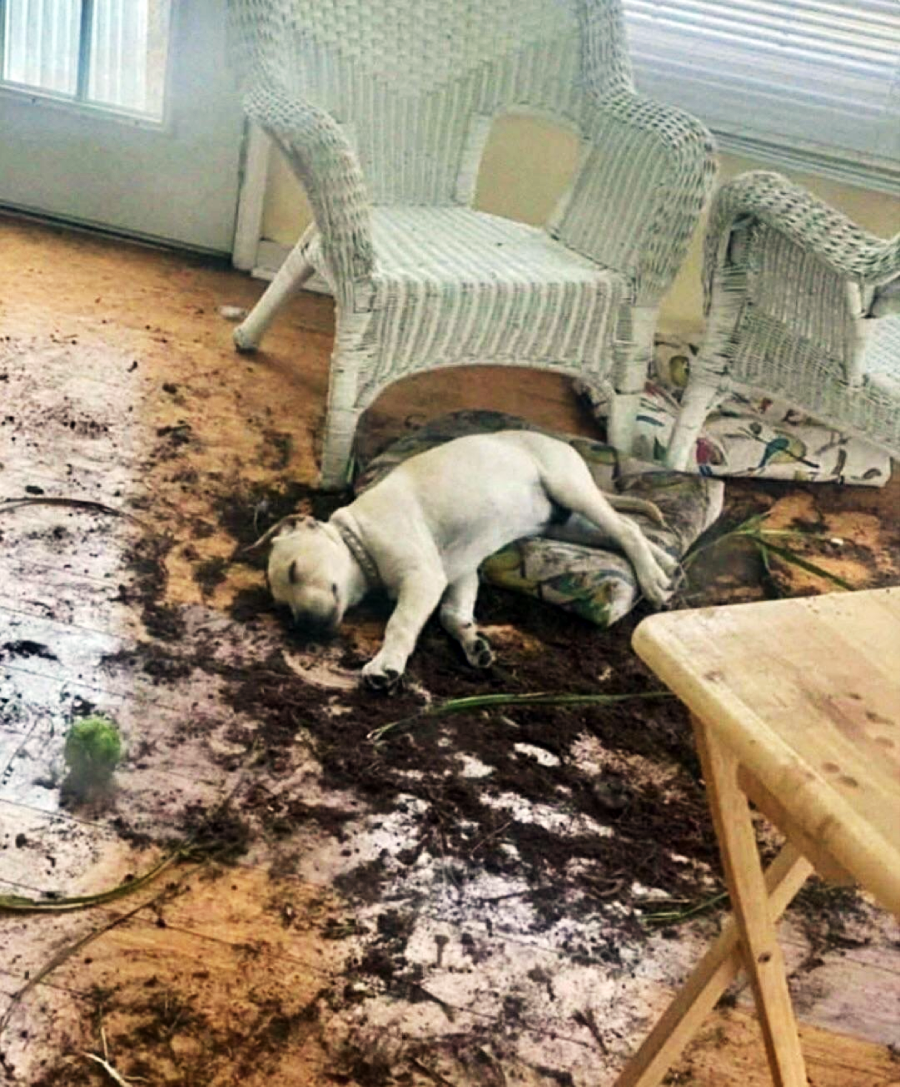 A dog sleeps on a cushion in a sunroom with dirt and soil scattered all over the floor, suggesting it made a mess before napping. White wicker chairs and a table are in the background.
