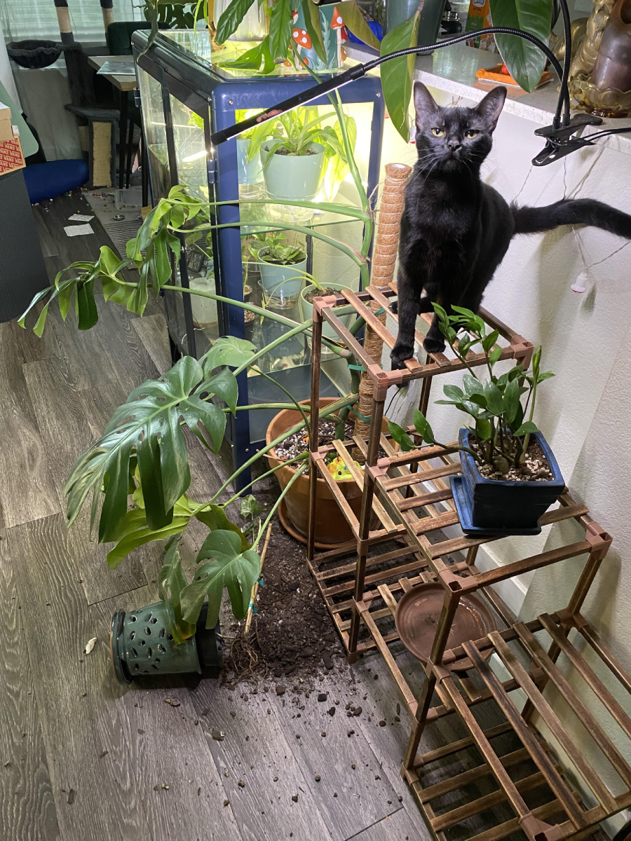 A black cat stands on a wooden plant stand next to a spilled potted plant, with soil scattered on the floor among other plants. A terrarium is visible in the background.