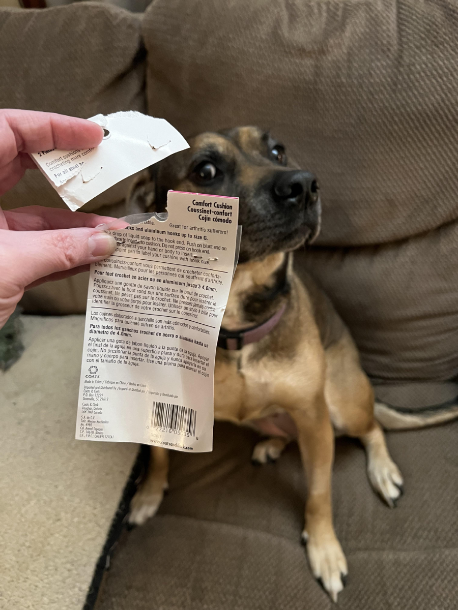 A person holds a chewed-up product label in front of a brown and black dog sitting on a couch, looking up with an innocent expression.