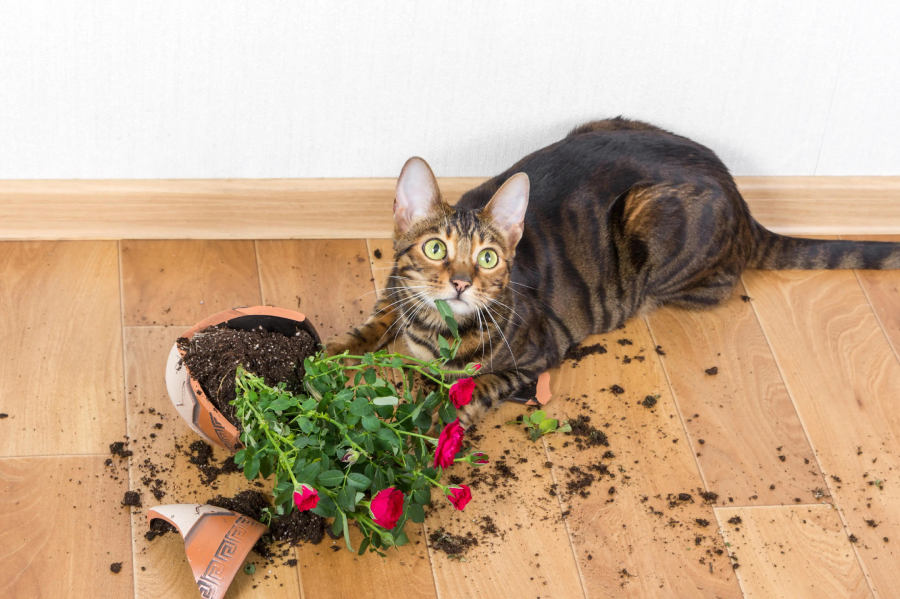 A tabby cat lies on a wooden floor beside a broken flowerpot with spilled soil and a red rose plant, looking up with wide eyes.