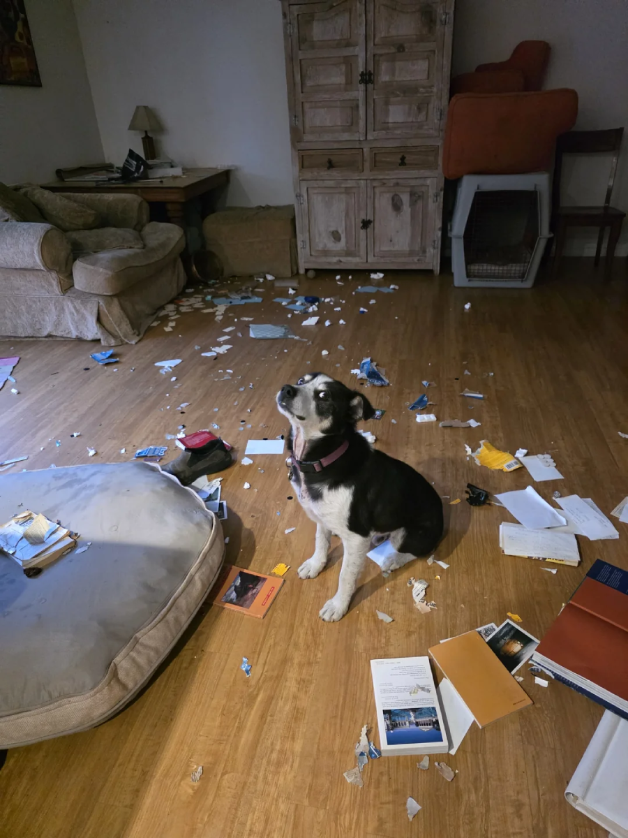 A black and white dog sits on a wooden floor amid scattered torn papers, books, and debris in a messy living room with a couch, cabinet, and pet bed visible in the background.