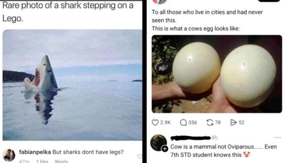 A meme with two social media posts: Left&mdash;a shark leaping from water captioned "Rare photo of a shark stepping on a Lego." Right&mdash;two round objects mistaken for cow eggs, someone corrects that cows are mammals, not oviparous.