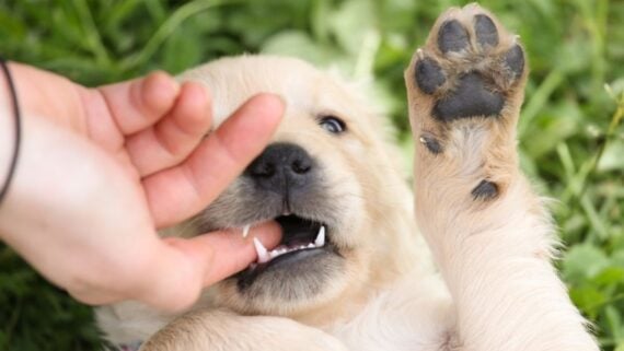 A playful golden retriever puppy lies on its back in grass, raising a paw while gently mouthing a person's fingers with its small, sharp teeth.