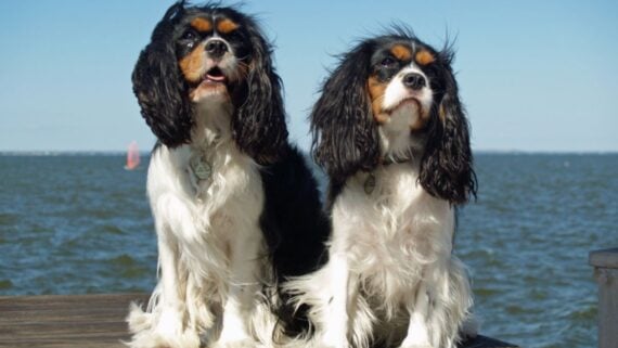 Two Cavalier King Charles Spaniels with black, white, and brown fur sit on a wooden dock by the water under a clear blue sky.