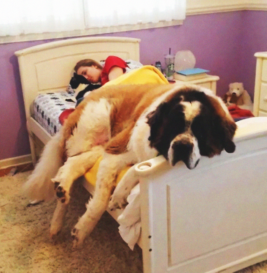 A large St. Bernard dog lies sprawled across a small bed, while a child sleeps on one side next to a black-and-white cat, in a cozy, lavender-colored bedroom.