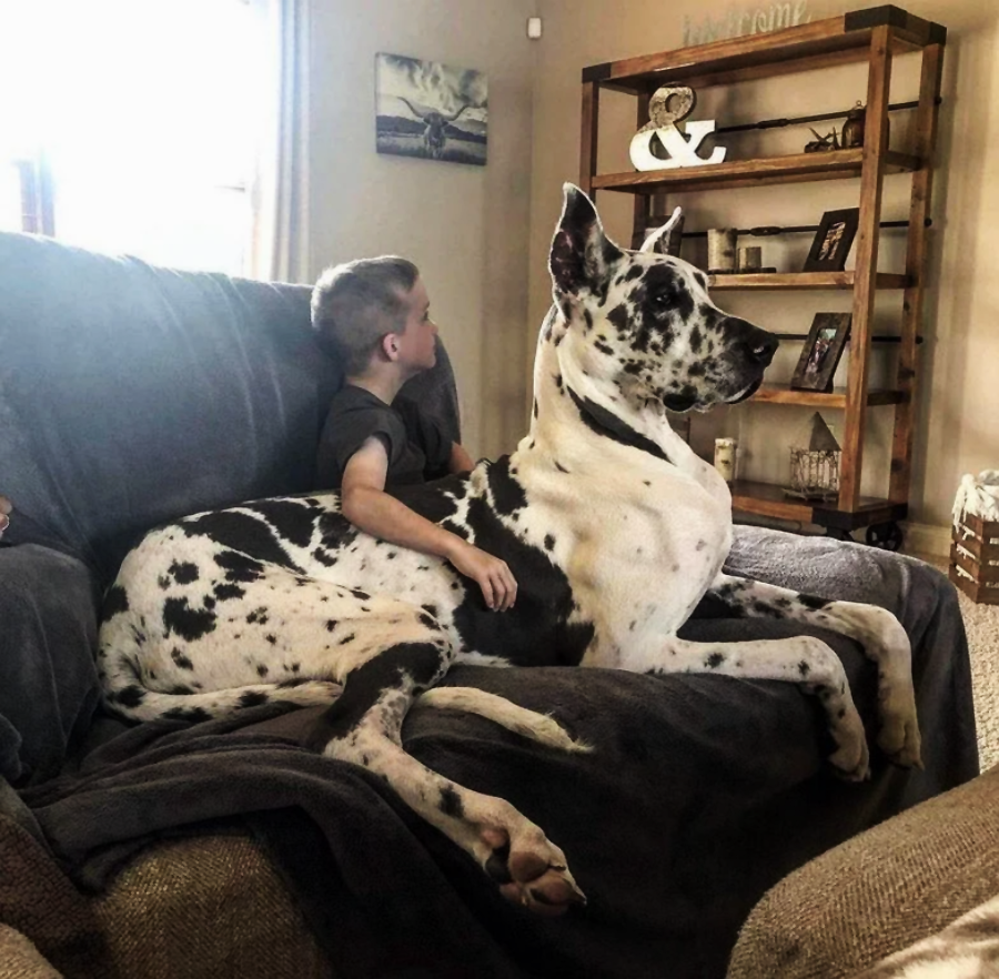 A young boy sits on a couch with his arm around a large black and white Great Dane, both looking in the same direction inside a cozy living room.