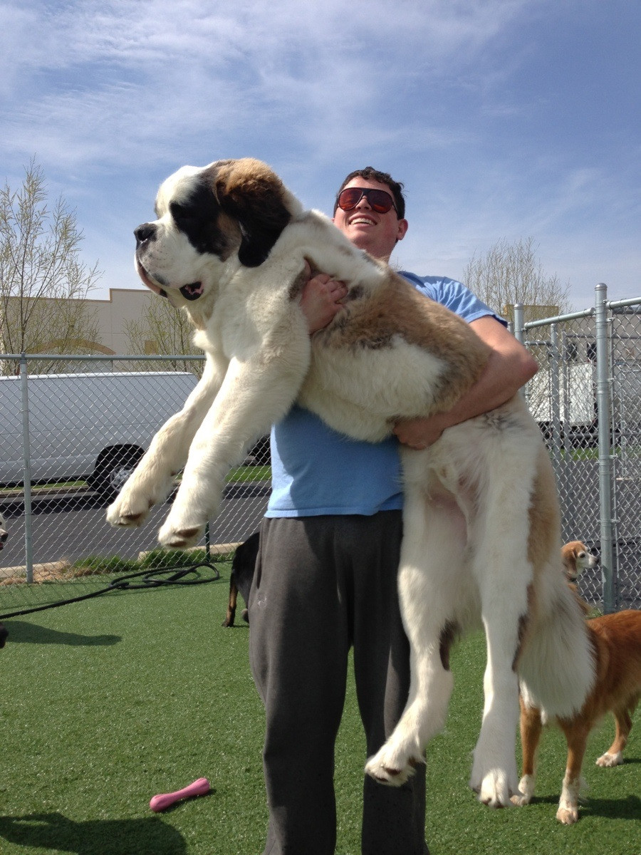 A smiling man wearing sunglasses lifts a large Saint Bernard dog in his arms outside on a grassy area, with a chain-link fence, other dogs, and buildings in the background under a blue sky.