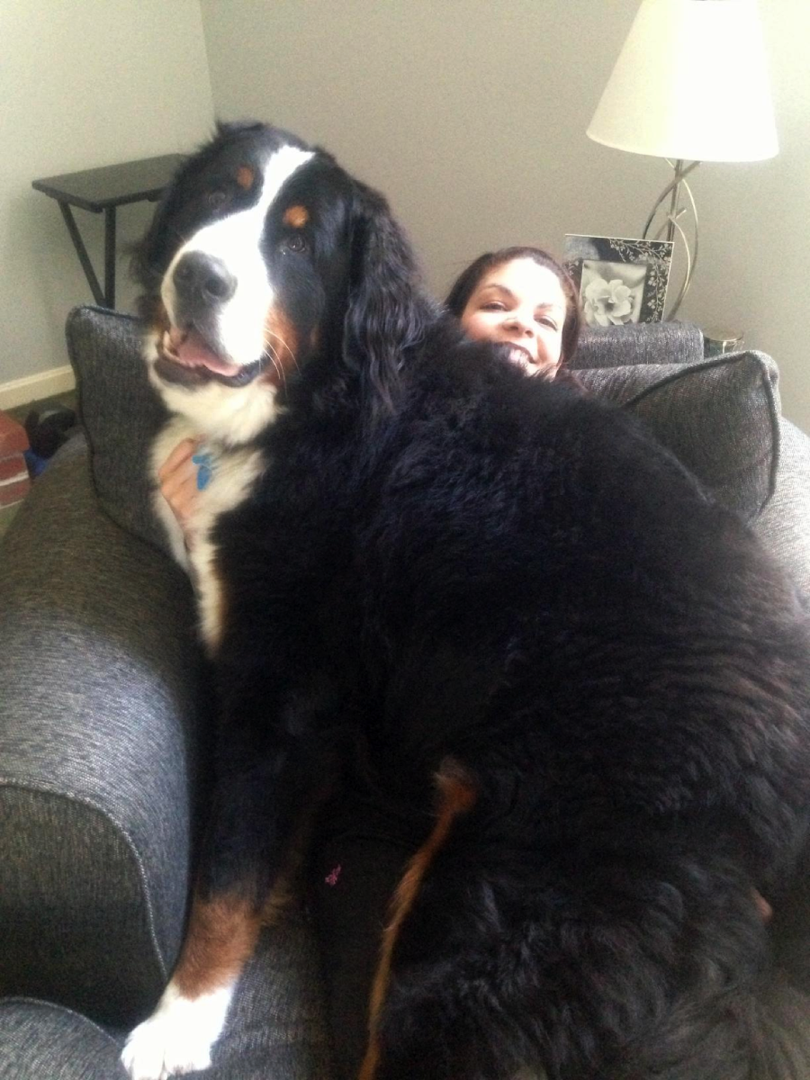 A large, fluffy Bernese Mountain Dog lies on top of a smiling woman who is nearly hidden beneath the dog on a dark gray couch in a cozy living room.