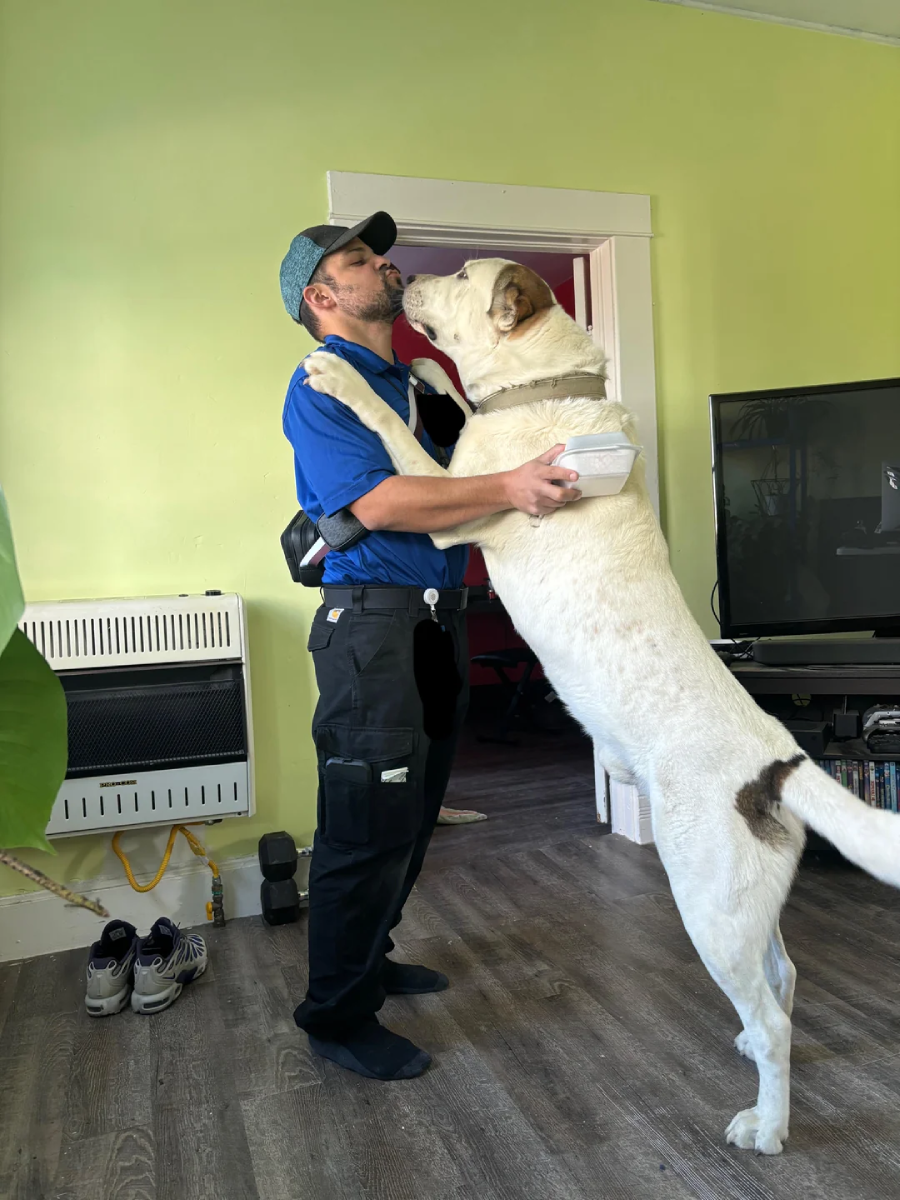 A man in a blue shirt and cap hugs a large white dog standing on its hind legs, reaching up to his shoulders in a living room with green walls and a TV in the background.