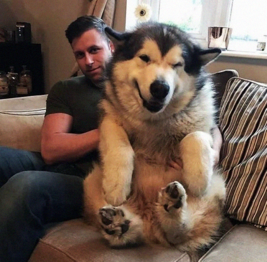 A man sits on a couch, holding a very large, fluffy Alaskan Malamute dog that is facing the camera and appears to be winking, with its front paws up and a happy expression.