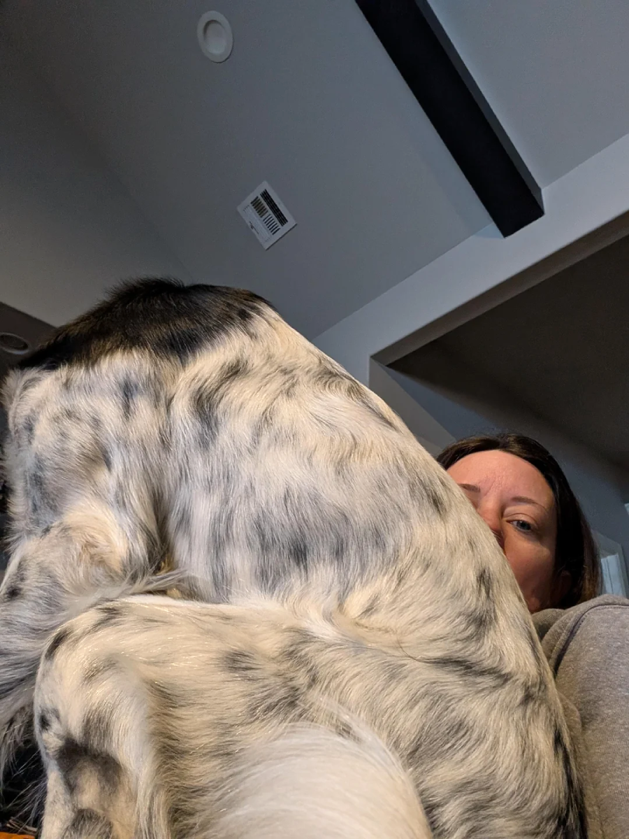 A large, black-and-white spotted dog sits on a woman's lap, mostly blocking her from view, inside a modern home with gray walls and ceiling beams.