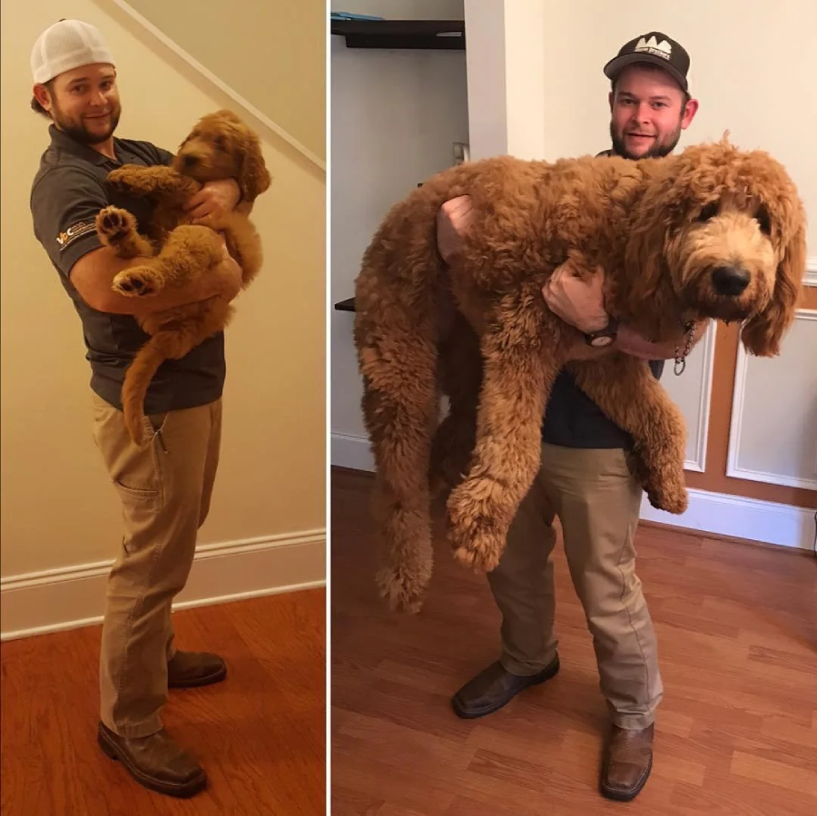 A man in a cap holds a fluffy brown dog as a puppy in one photo and as a large adult in another, both taken in similar indoor settings. The dog has grown significantly between the two photos.