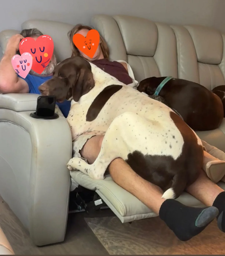 A large brown and white dog lies sprawled across two people relaxing on a recliner, while another brown dog naps beside them. The people's faces are covered with heart-shaped emojis.