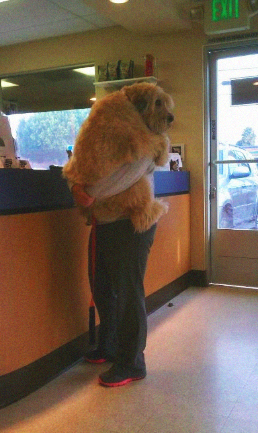 A person stands in a waiting room holding a large, fluffy dog in their arms like a baby. The dog rests its head on their shoulder, and both face away from the camera near a reception counter.