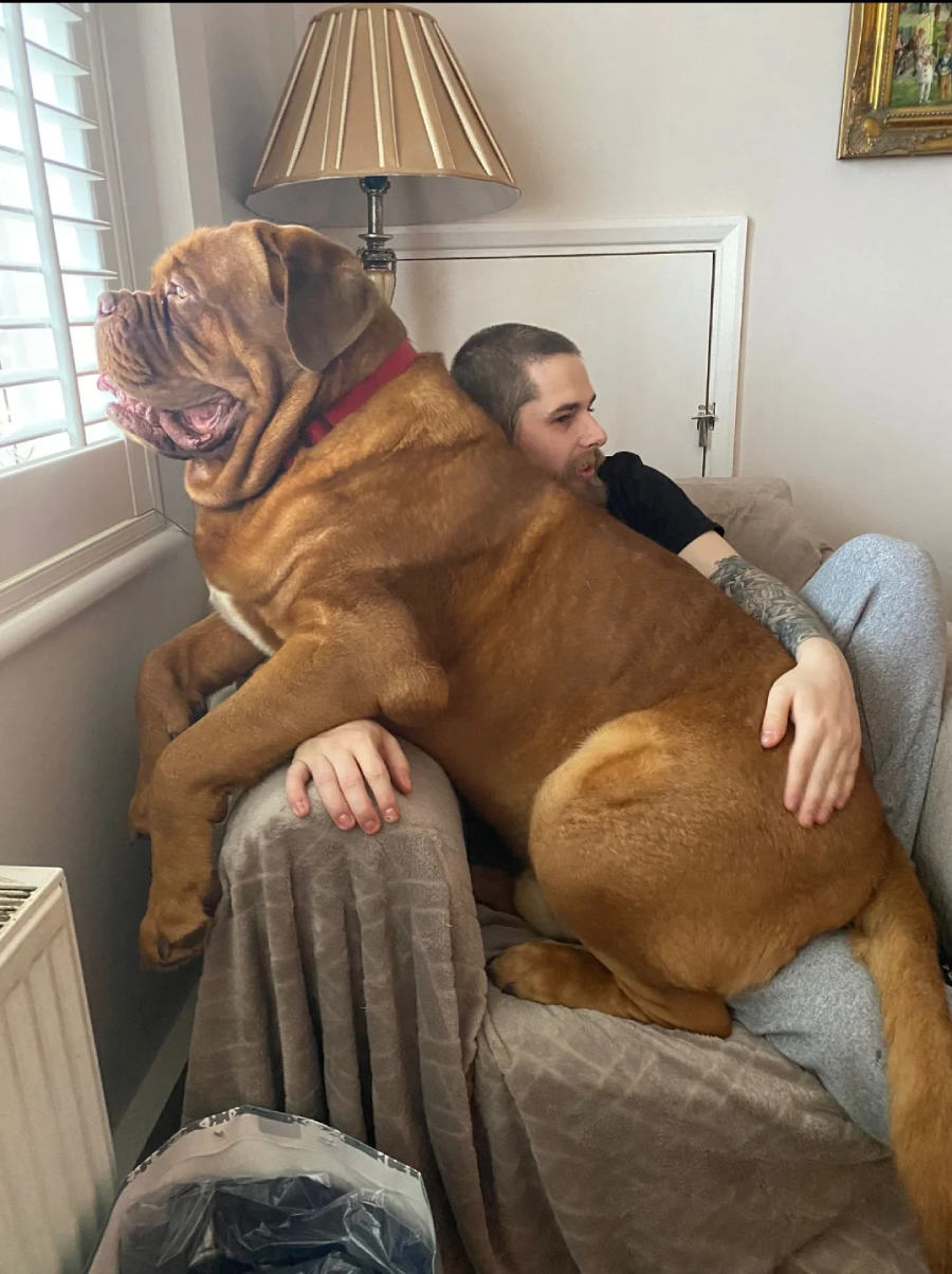 A large brown mastiff sits on a man's lap in an armchair, with the dog looking out the window and the man hugging the dog from behind. The room has a lamp, radiator, and light walls.