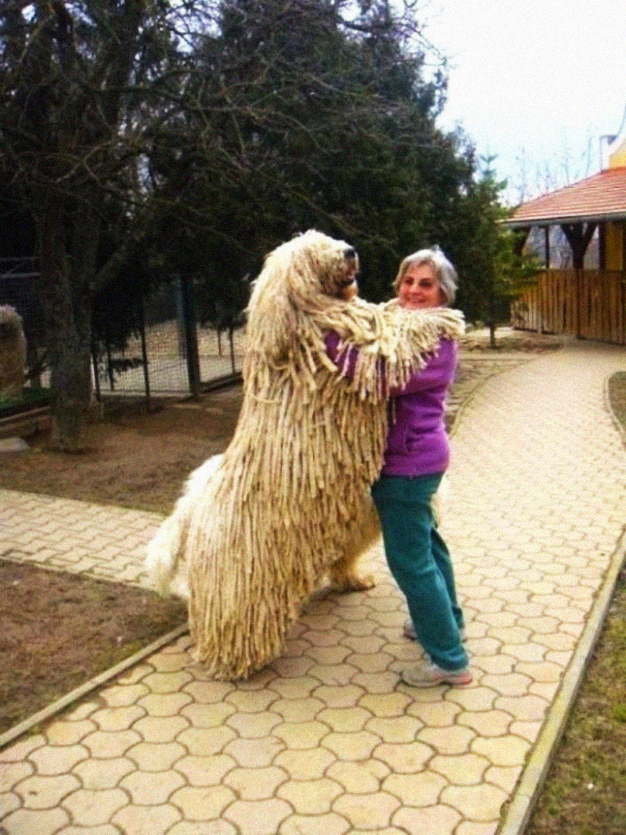 A large, shaggy dog with long, corded fur stands on its hind legs, appearing to hug a smiling woman in a purple jacket and teal pants on a paved path in a park-like setting.