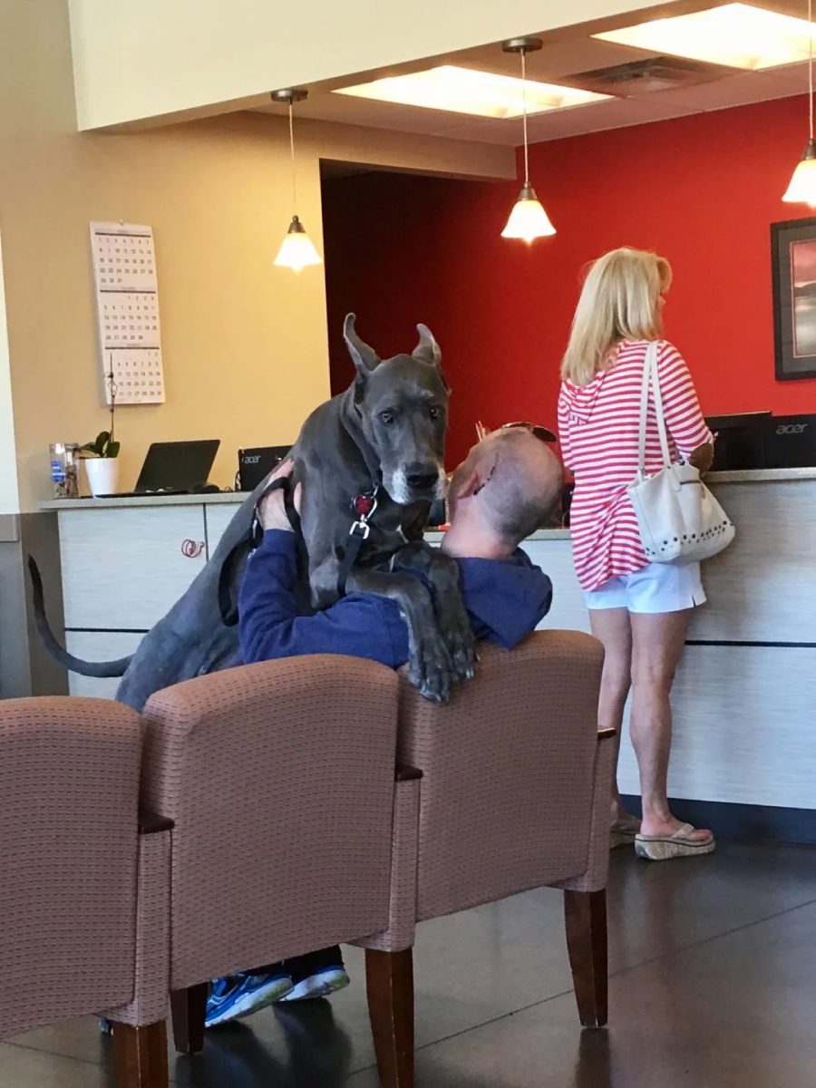 A large gray Great Dane sits on the lap of a man in a waiting room, while a woman stands at the front desk in the background. The dog looks directly at the camera, and the man hugs the dog.