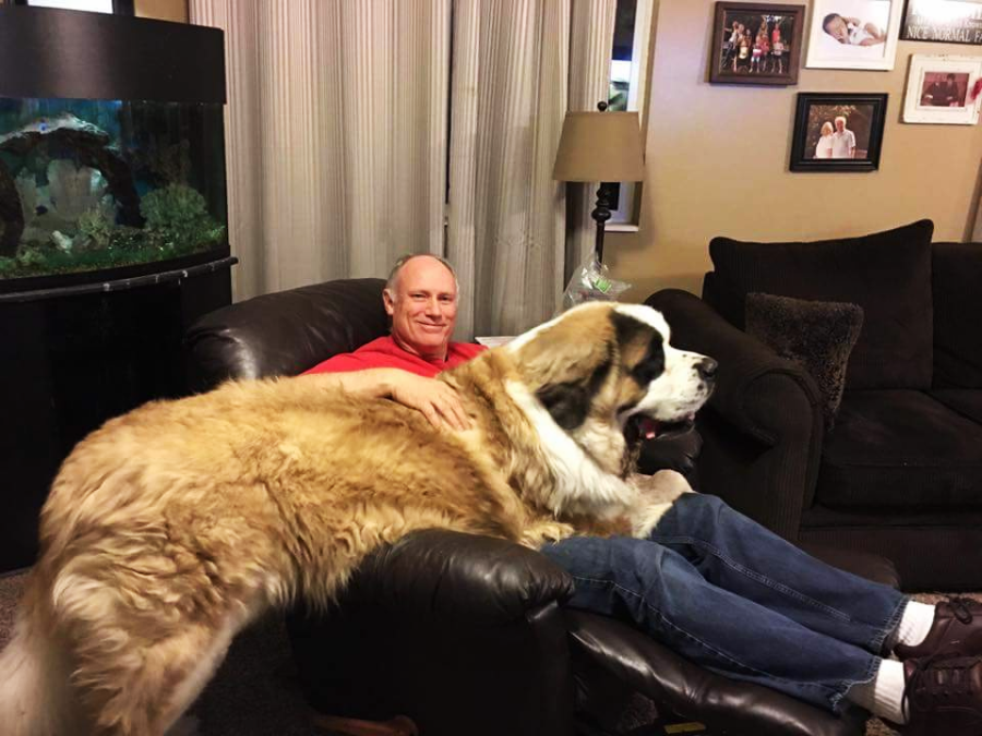 A man sitting on a living room armchair smiles as a very large, fluffy Saint Bernard dog sits on his lap, nearly covering him. Family photos and an aquarium are visible in the cozy background.