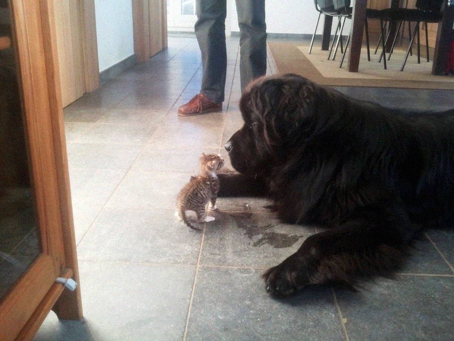 A tiny kitten stands nose-to-nose with a large, fluffy black dog lying on a tiled floor, while a person stands in the background near a dining table.