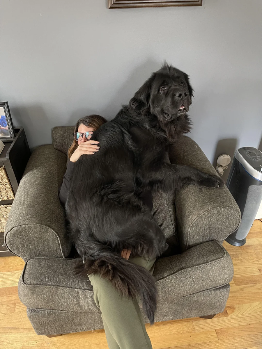 A large black dog sits on top of a person lounging in a gray armchair, nearly covering them completely. Only the person’s arms and part of their face with glasses are visible as the dog looks off to the side.
