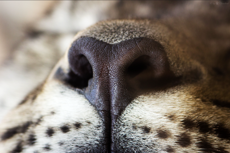 Close-up of a cheetah’s nose and upper lip, showing the textured surface of the nose and the spotted fur around the muzzle in sharp detail.