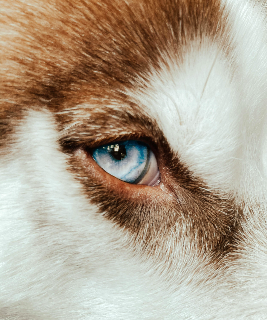 Close-up of a dog's face, focusing on its bright blue eye and brown-and-white fur, showcasing the animal's striking eye color and fur texture.