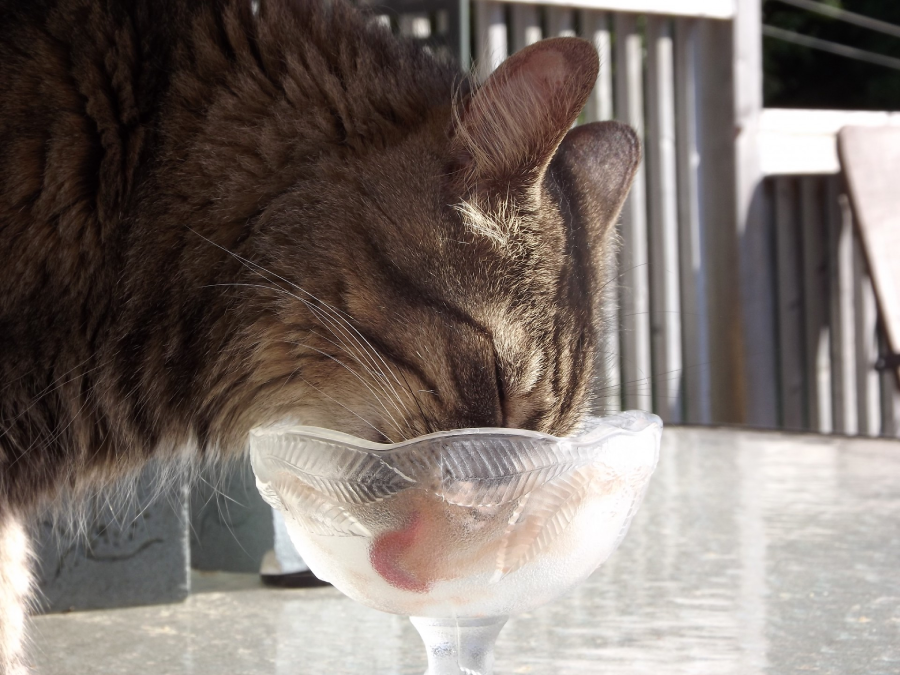A tabby cat is licking or eating from a glass dish placed on an outdoor table in bright sunlight.