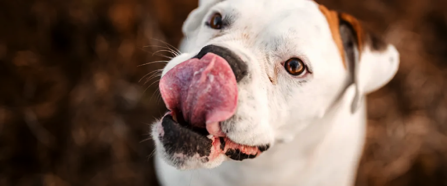 A close-up of a white dog with brown patches licking its nose, with its tongue curled up over its snout. The background is blurred and brown, keeping the focus on the dog's face.