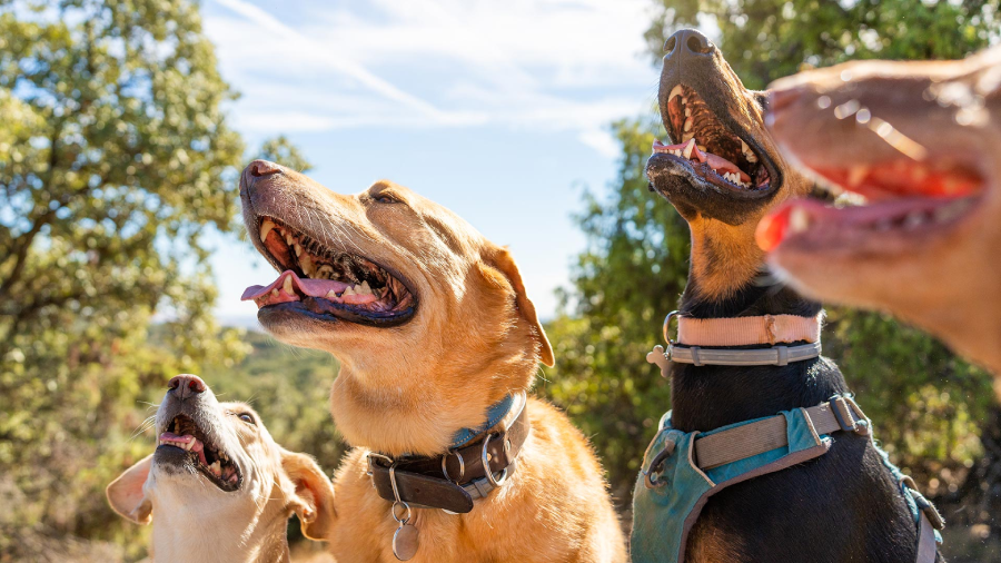 Four happy dogs with open mouths sit outdoors on a sunny day, surrounded by trees and blue sky, looking upwards with excited expressions.